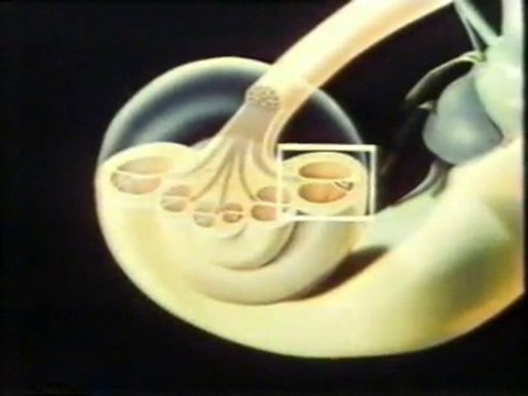 El oido: Anatomia y fisiologia