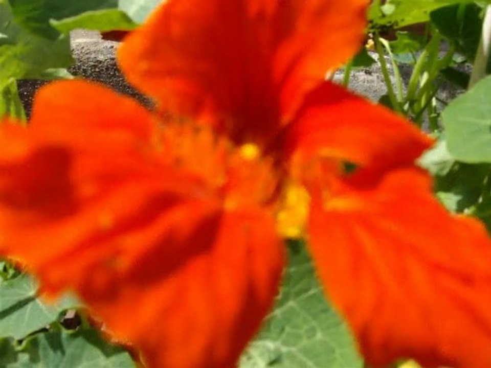 Mes fleurs "Qui n'aime pas les fleurs n'a pas de coeur"