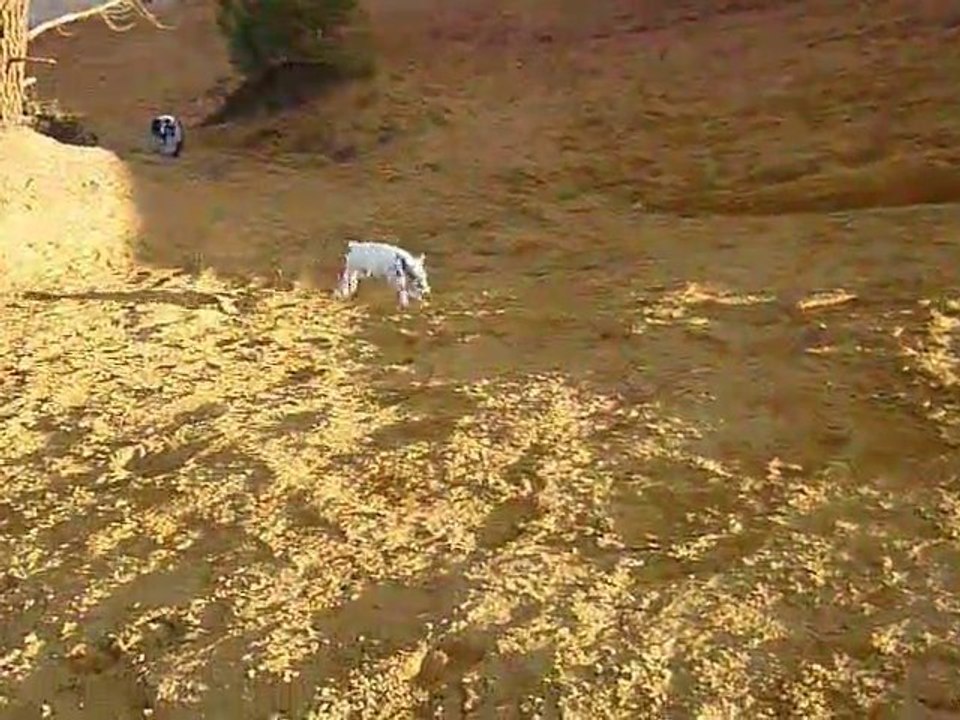 Le Colorado -Boogie-Abbesse-Dayana