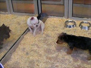 playful puppy/ le chiot joueur et le chiot timide