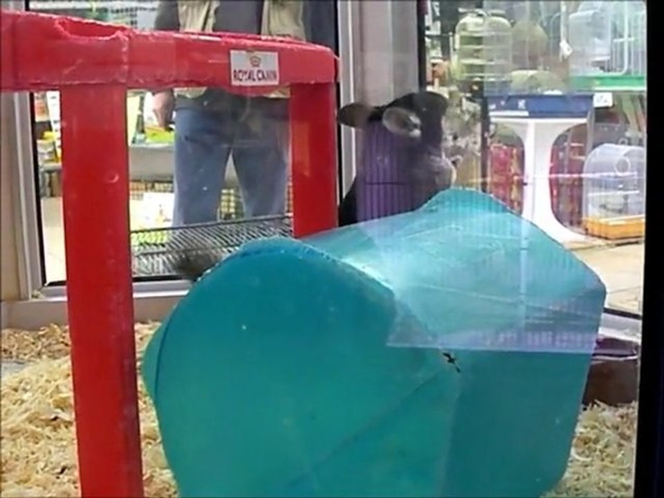 the chinchilla/ le chinchilla