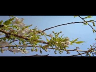 Hz.Muhammed (s.av)-Ayın İkiye Ayrılması