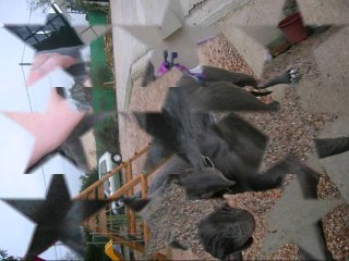 brabus mon dogue allemand  IZ