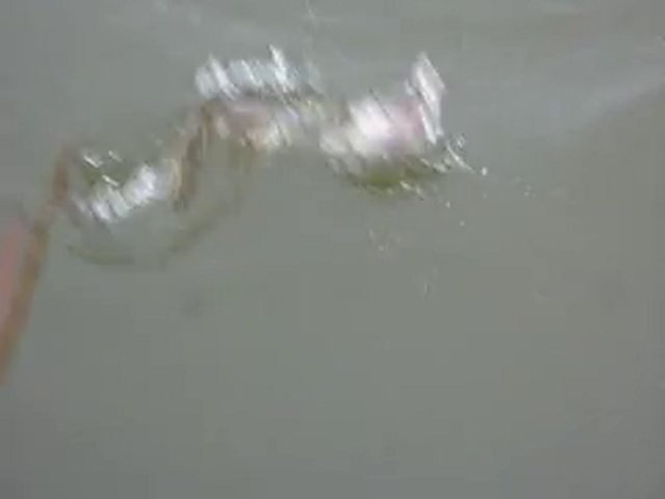 cannibalisme