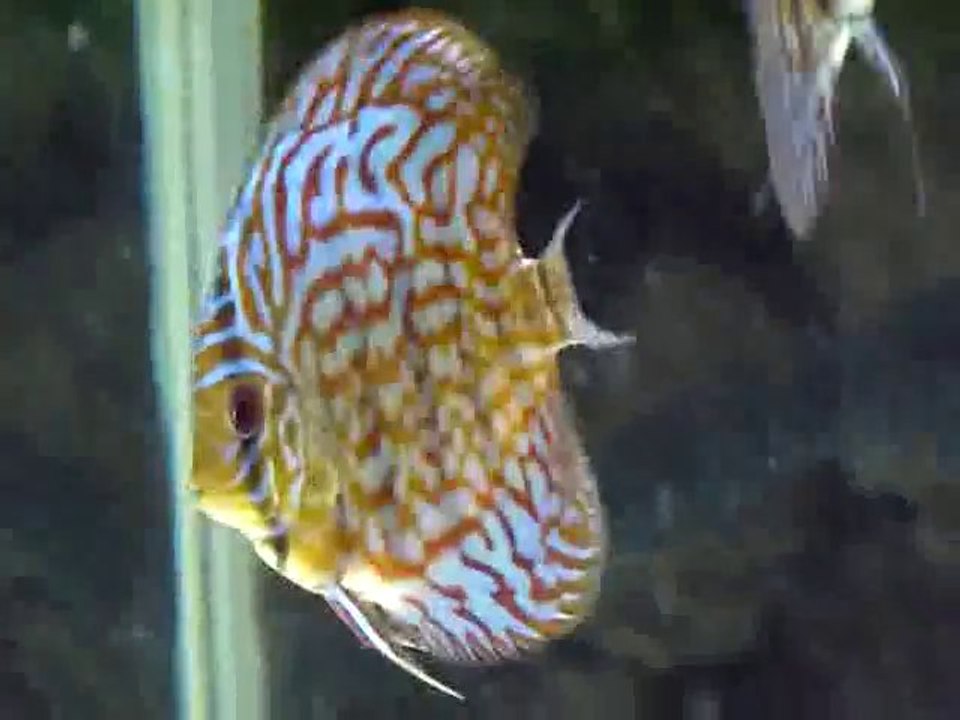 jeunes grossissement