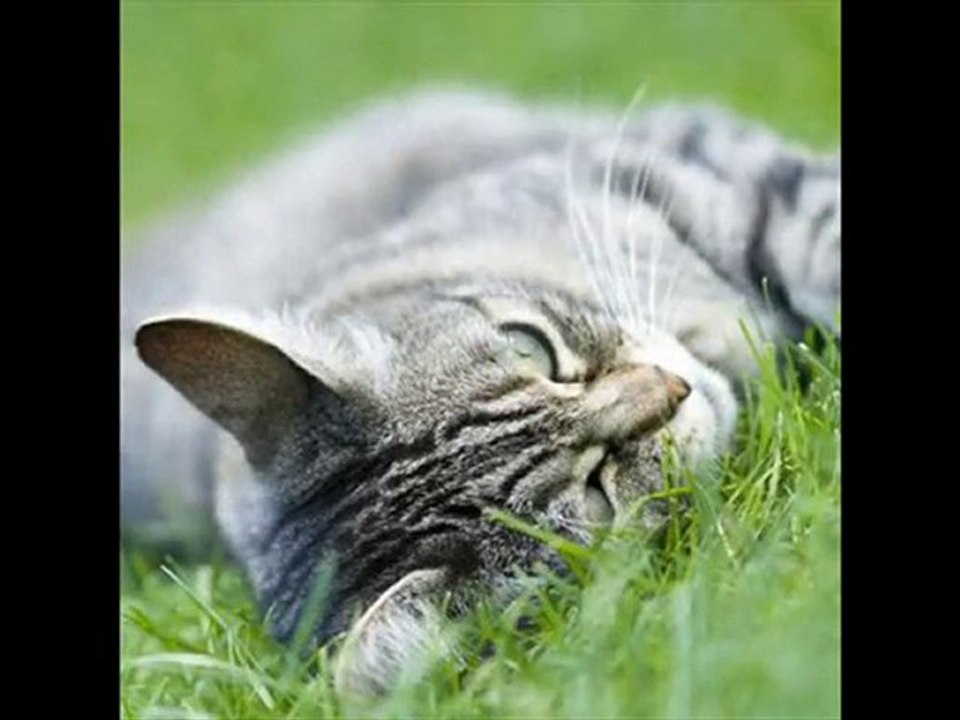le chat