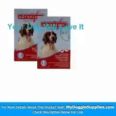 12 MONTH Advantage Flea Control Red  For Dogs 21-55lbs - M