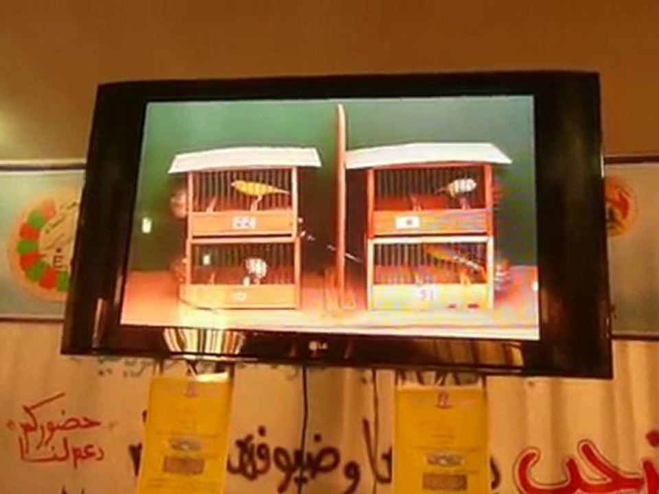 quelques malinois waterslager au concour du23/01/2011à salé