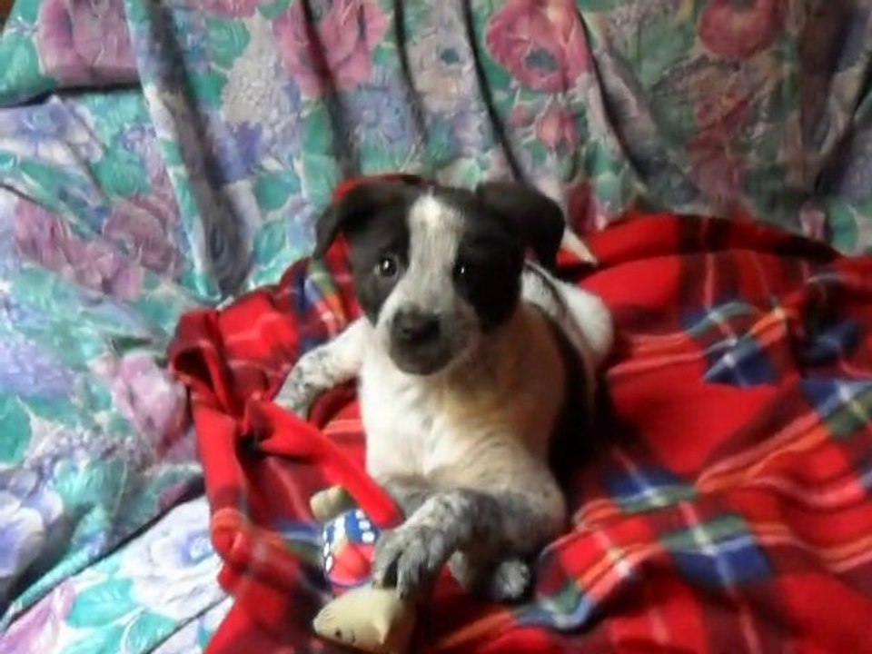 Daisy