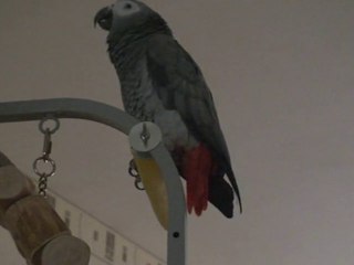 Kiwi en forme le 28 janvier 2011