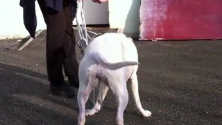 Xena - American Staffordshire Terrier - Mischling