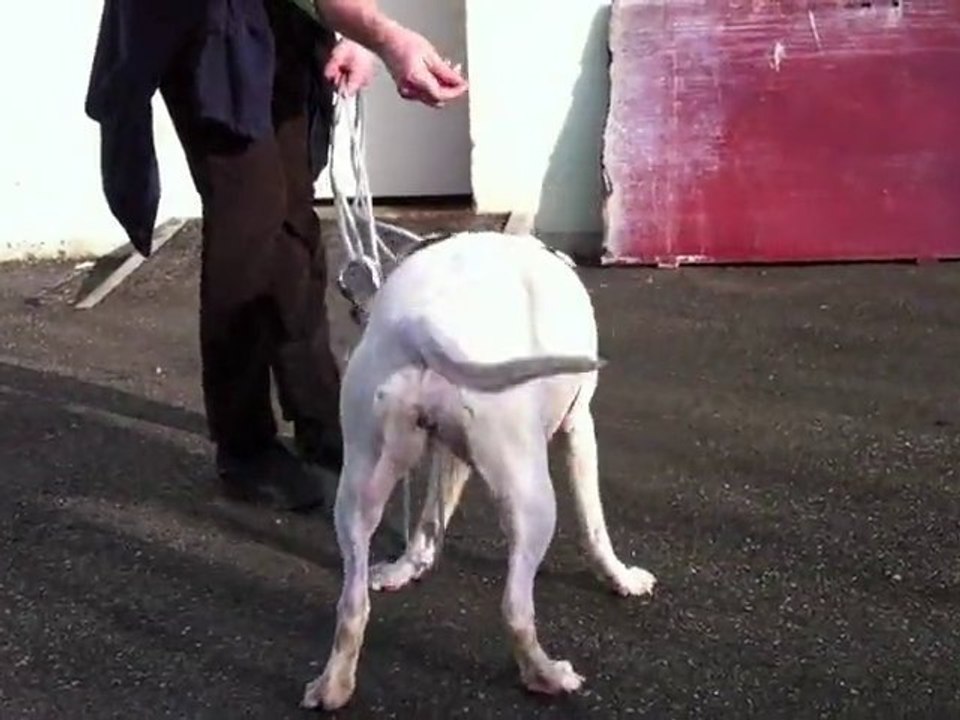 Xena - American Staffordshire Terrier - Mischling