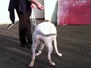 Xena - American Staffordshire Terrier - Mischling