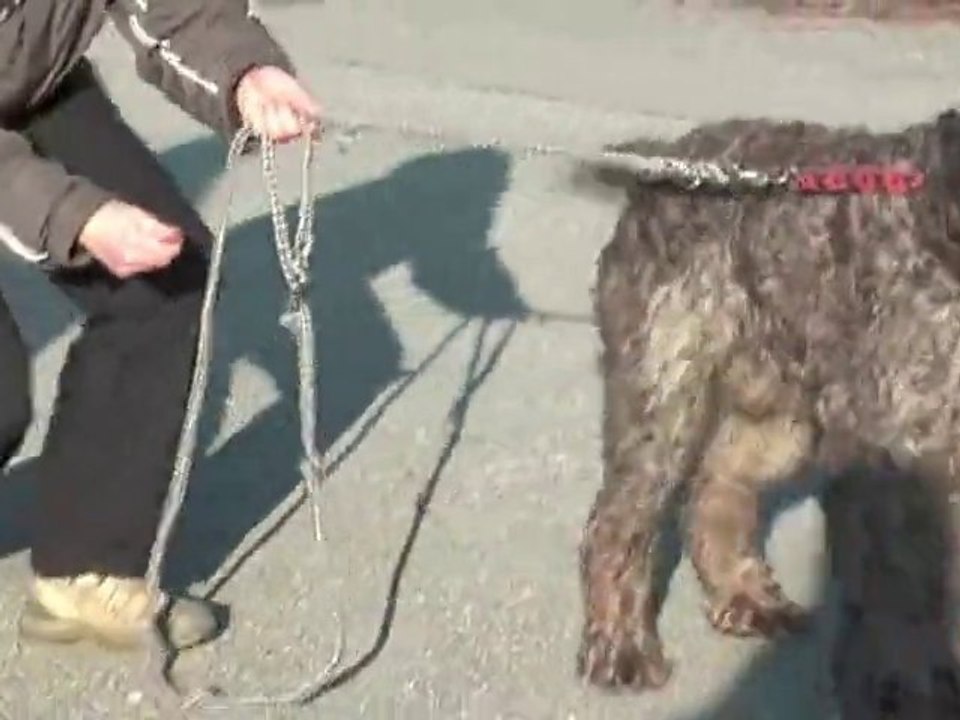 Korthals Tierheim, Tierschutz Korthals - Vigor