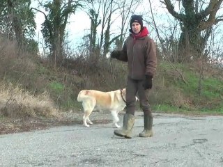Soleil - Weisser Schäferhund - Mischling
