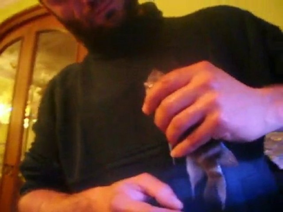 Frontosa Kalolo Blue