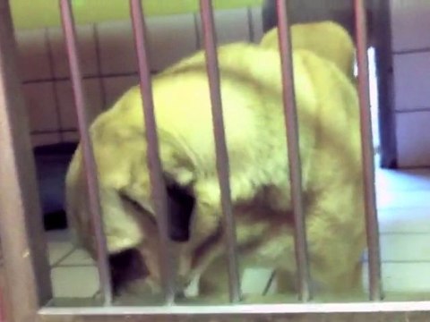 Nazar - Kangal Tierheim, Tierschutz Kangal