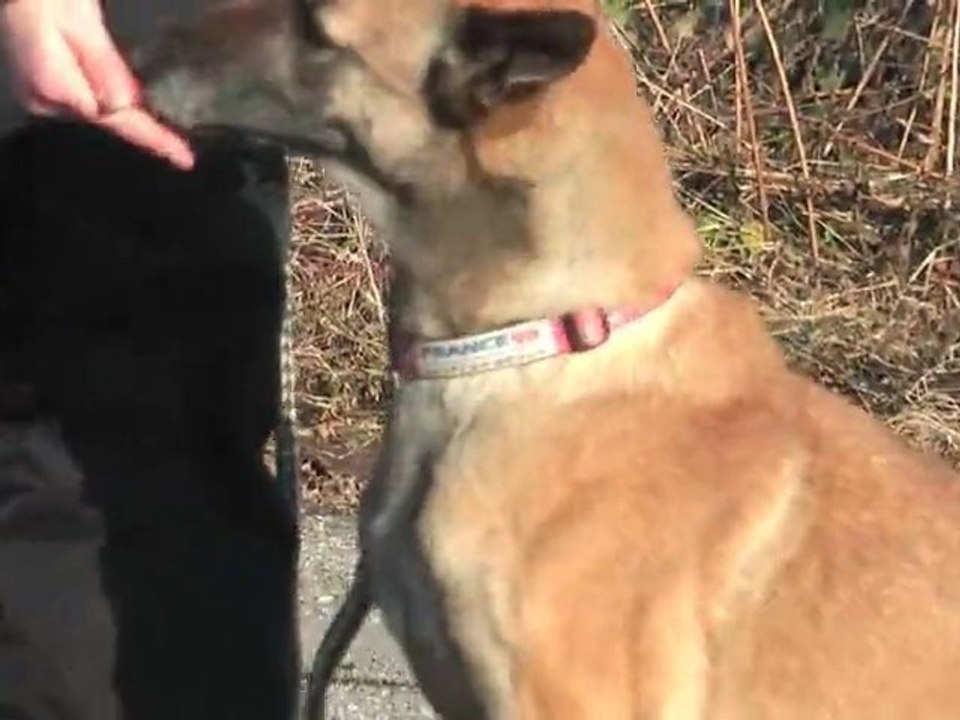 Malinois Tierheim, Tierschutz Malinois - Vanille