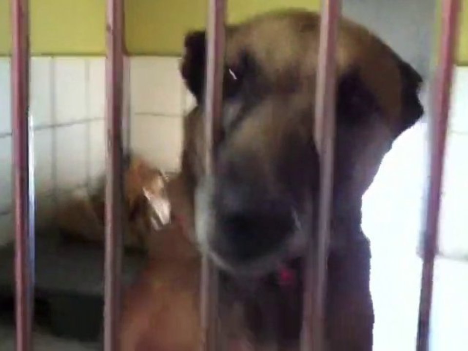 Malinois Tierheim, Tierschutz - Vanille