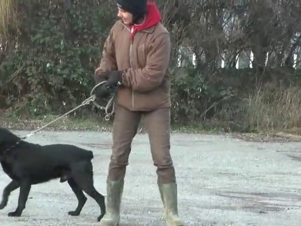 Lajosch (Falco) - Labrador - Retriever