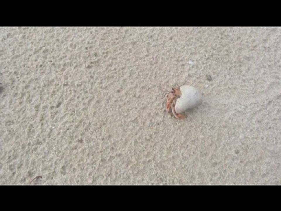 Einsielderkrebs - Hermit Crab in Mozambique, Pomene Reserve
