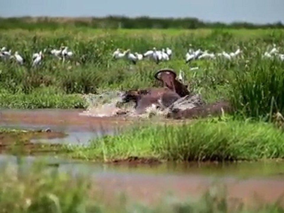 Survivor Safari Tanzania: Zanzibar Ngorongoro Serengeti