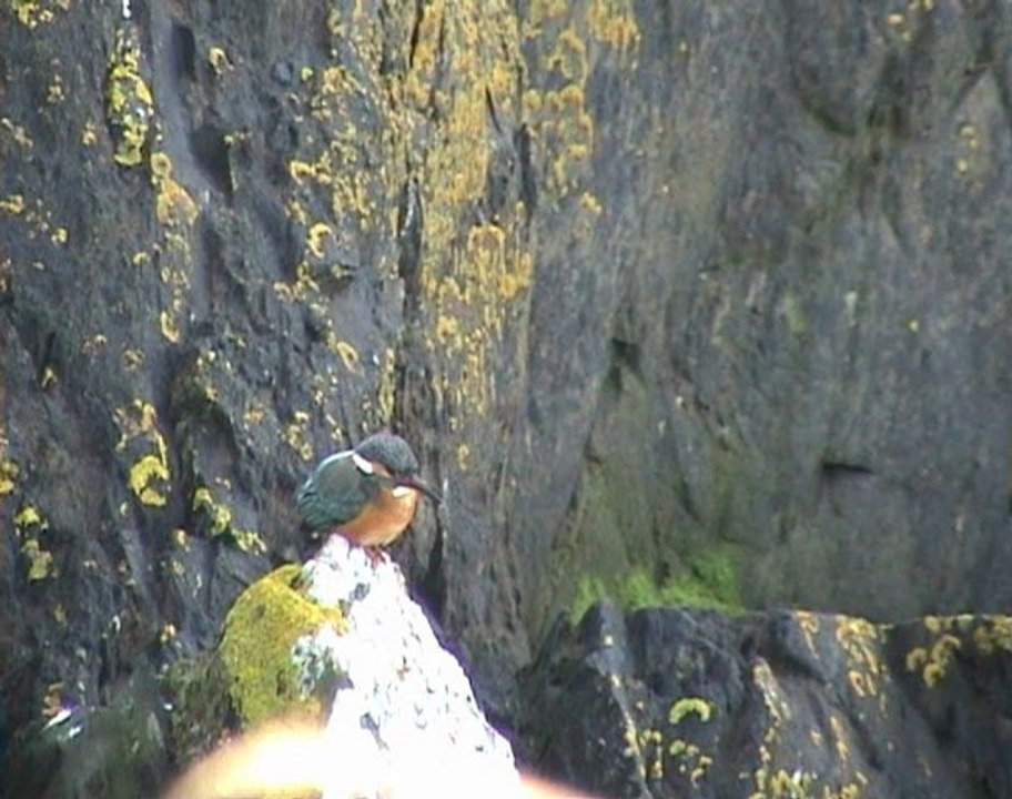 l'oiseau bleu