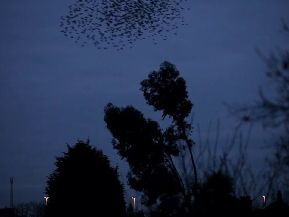 Homing home to roost - I minute in the life of a starling