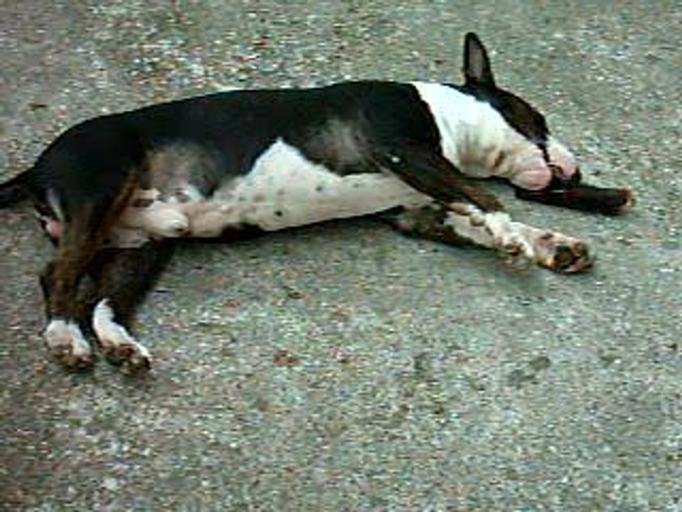 VARGAS ET SON PIED D'SANGLIER 6