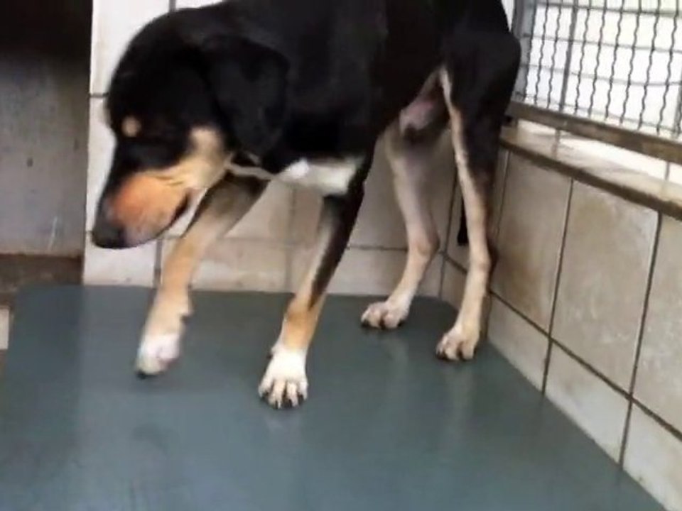 Gumby Sennenhund - Jagdhund Tierheim, Tierschutz