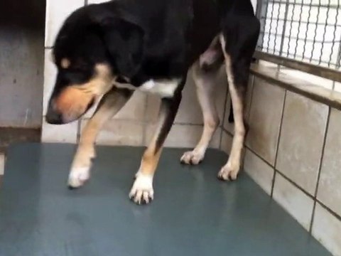 Gumby Sennenhund - Jagdhund Tierheim, Tierschutz