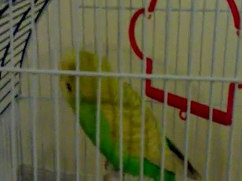 Konuşan Muhabbet Kuşu Boncuk