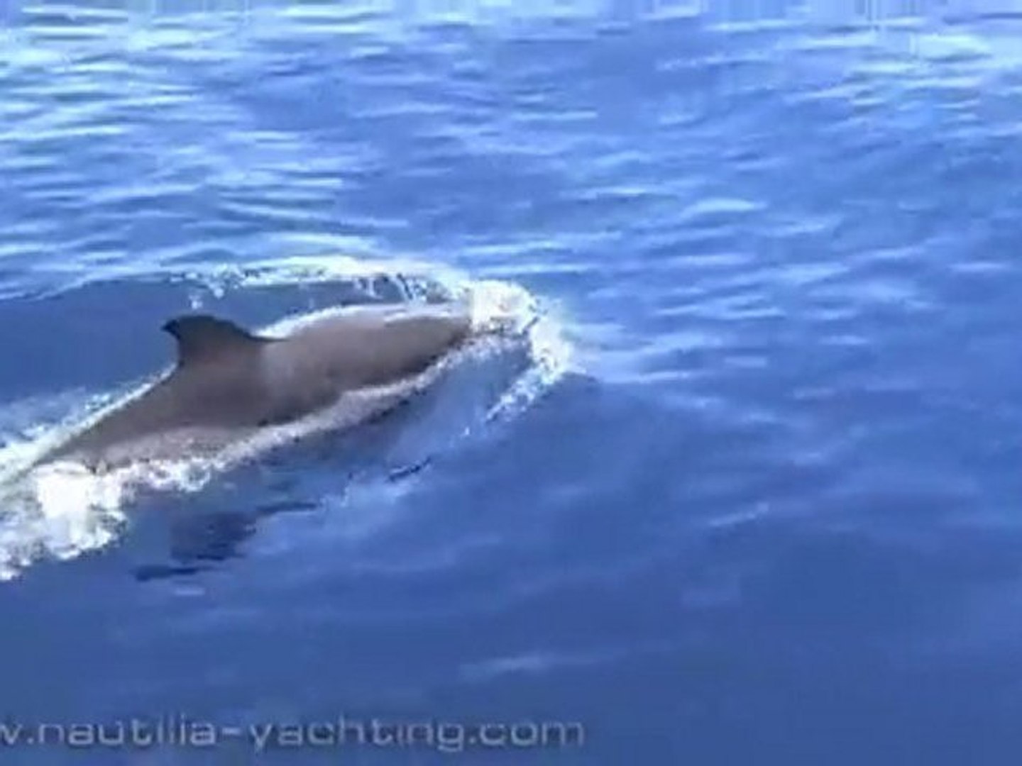 ⁣Yacht Charters in Greece \ Dolphins