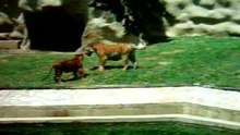 tigres fight