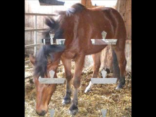 Don-Floriano 1