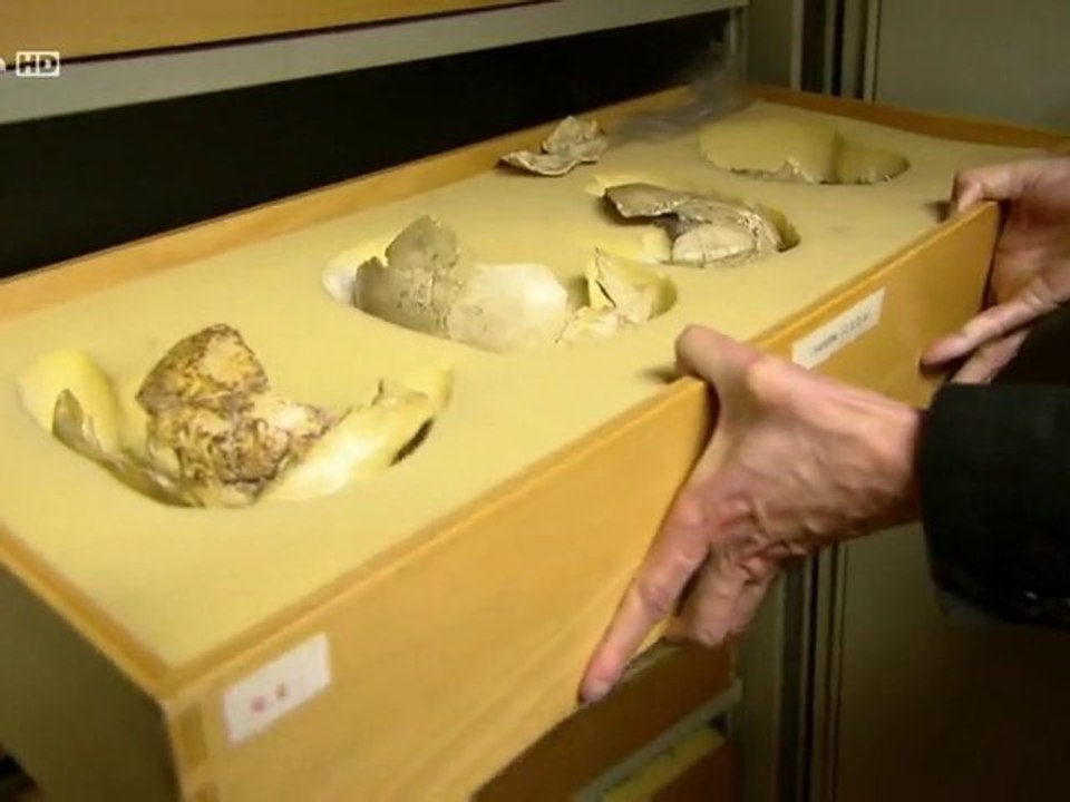 neandertal en nous 3_3