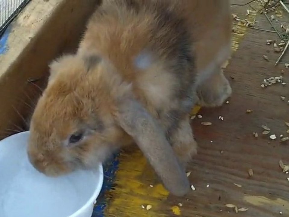 lapin