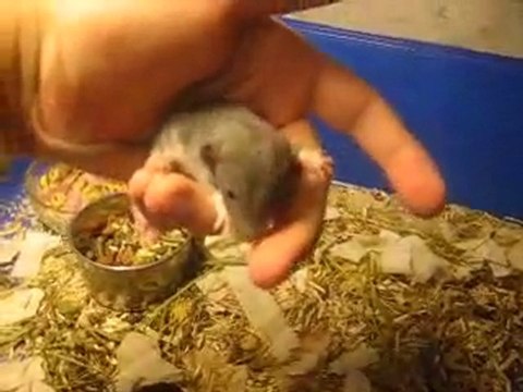 CRB-G : CRB Falbala x Yahto