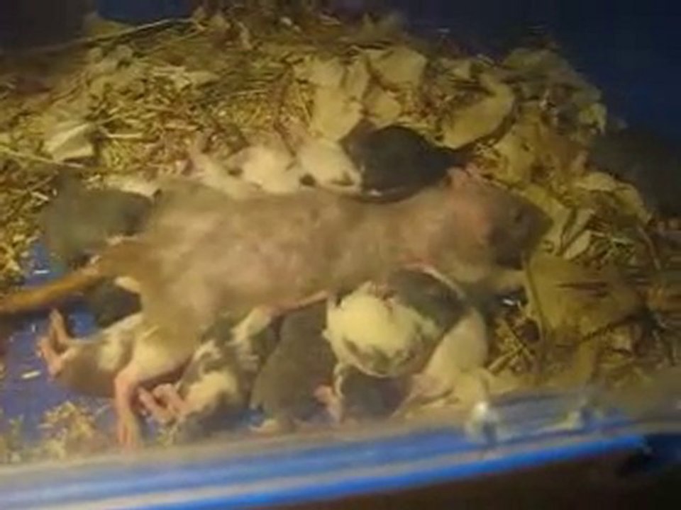 CRB-G : CRB Falbala x Yahto