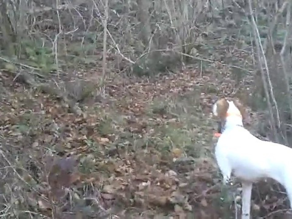 Divine à la bécasse