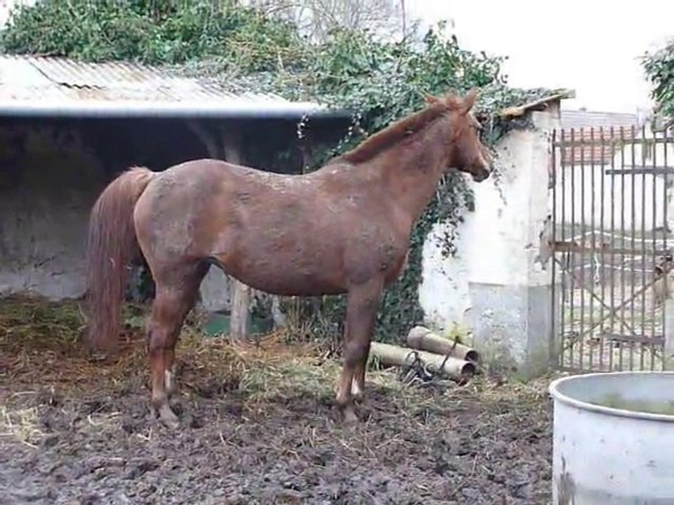 Chou mi janvier 2011