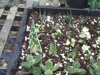 Updates on Growing and Gardening Indoors