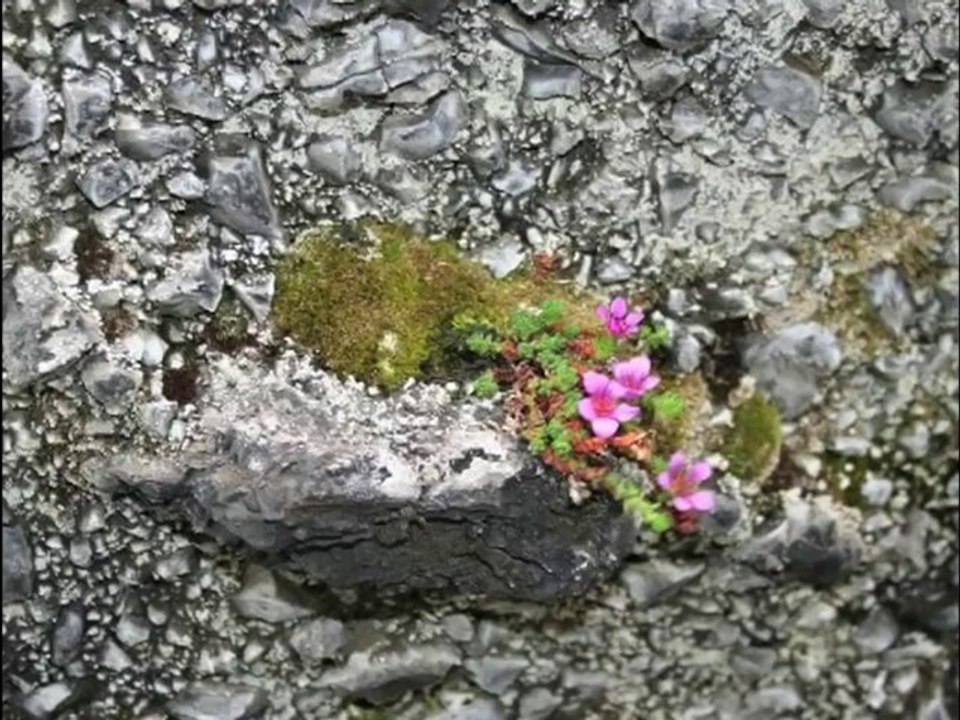 Island 2006 5/7