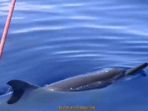 Reunion-Dauphins-clip