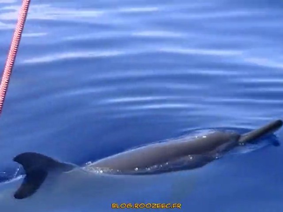 Reunion-Dauphins-clip