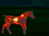 Horse test BLENDER - galop -_1