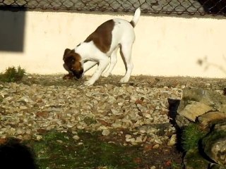 20011.01.29.FIDJI UNE TERRIER