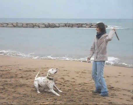 Les chiens à Saint Aygulf