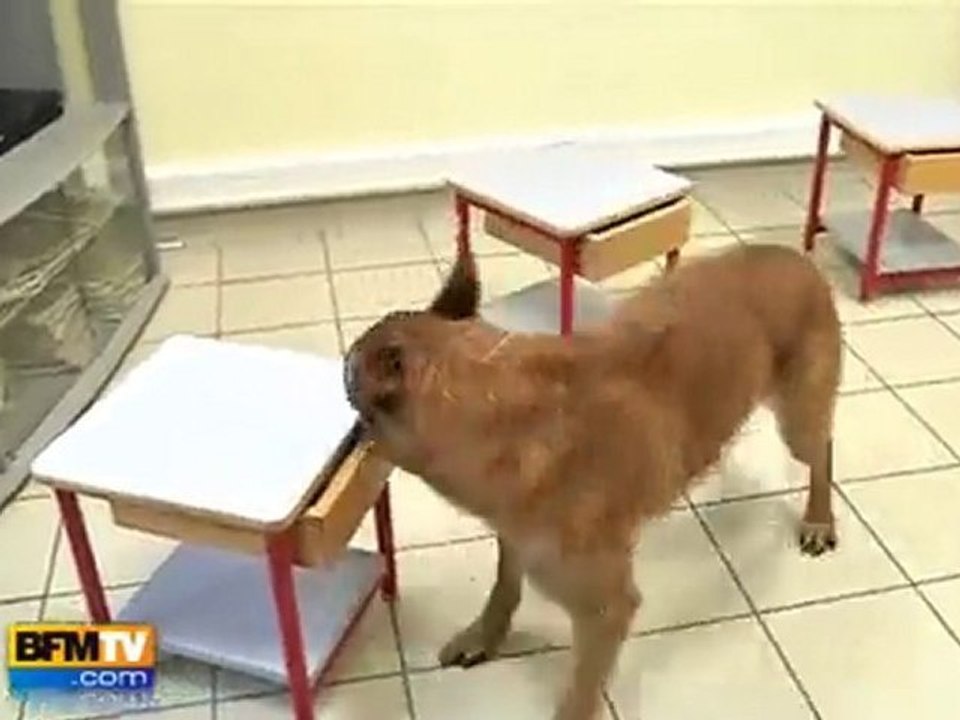 Un chien pour détecter le cancer de la prostate