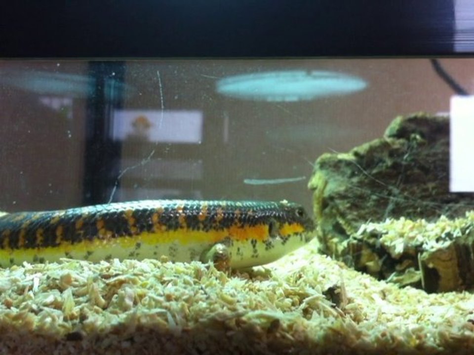 mon eumeces schneideri